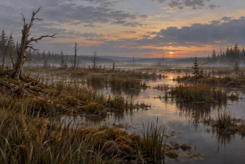 Shallow marsh pools, reeds and weathered trees in Dusk Fallow Swamp.
